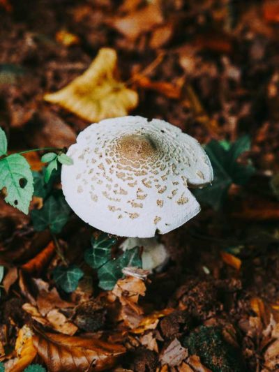 Automne2