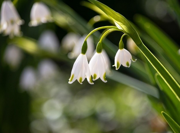 Fte+du+Muguet+1